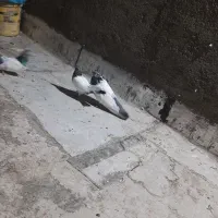 دو جفت‌‌ کبوتر کله دمسبز