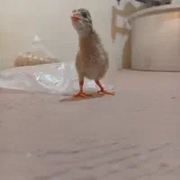 جوجه شاخدار