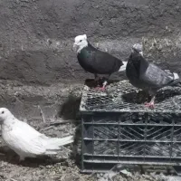 کفتر