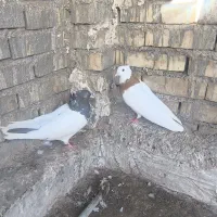 کبوتر|پرنده|اهواز, فاز ۱ پادادشهر|دیوار