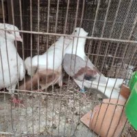 ستا کبوتر دم زرد ماده دم سرخ نر  دوکت هت رنگ