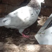کفتر هفت رنگ