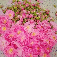 گل محمدی