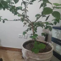 گل ختمی ژاپنی