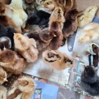 جوجه|حیوانات مزرعه|رودسر, |دیوار