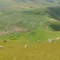 گوسفند بصورت نیم سودنیم سیری دوپایی نگهداری میکنم