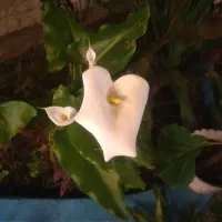 باغبانی کردن وسرایداری انجام میدم