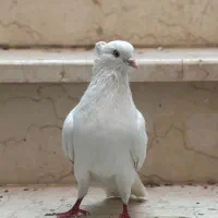 چند عدد کبوتر