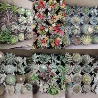 گل کاکتوس و ساکولنت کادو دونه ای 20 تومان