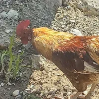 خروسهای رنگی رسمی آوازخوان خوش قدوبالا