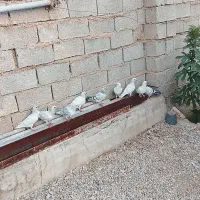 سوسنگرد روستایه سویدانی