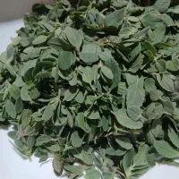 سبزی شامی رودباری پلنگ مشک
