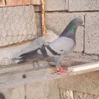 کبوتر|پرنده|میناب, |دیوار