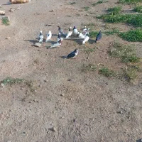 ۱۴تا کبوتر