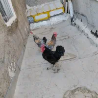 ۳عدد خروس