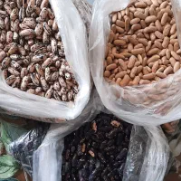 .  پاچ باقلا  محصول خودم است.  قیمت  واقعی نیست