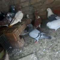 مسافتی پلاکی دستگیر شده