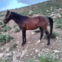 گمشده