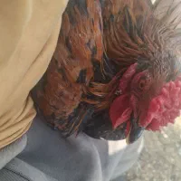 خروس گلین چهل تاج اصیل
