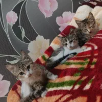 بدنبال سرپرست هستیم براشون