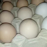 تخم مرغ محلی