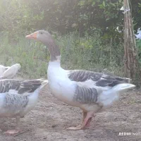2 عدد غاز نر محلی 8 ماهه
