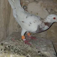 کبوتر|پرنده|مشهد, شهرک بهارستان|دیوار
