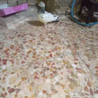 کبوتر