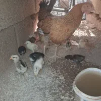 جوجه