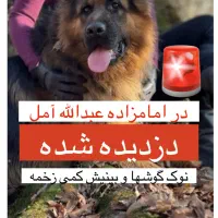سگ ژرمن دزدیده شده/گمشده در امامزاده عبدالله آمل