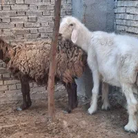 دوتا بره نردونه ۱۵تومان دومیش جوان دونه ۱۹۵۰۰تومان