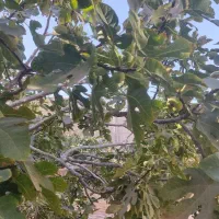 باغ کشاورزی بغداداباد مهریز