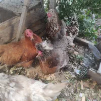 مرغ تخمگذار و سلطان
