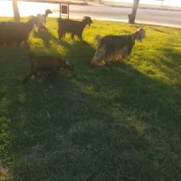 بز بیگ|حیوانات مزرعه|دزفول, |دیوار