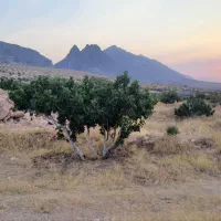 فروش-باغ-انجیر-در-استهبان