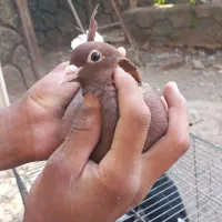 کفتر