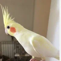 عروس هلندی گم شده کوی میلاد