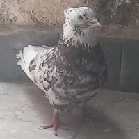 طوقی.سرور.پروندنی.