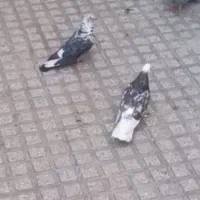 کبوتر گم شده