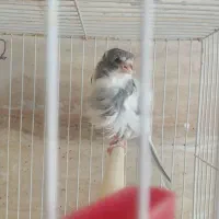 تخم قناری یا سهره تازه دو سه روزه اخازم