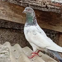 یک عدد کبوتر نر
