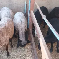 بره چاق تک فروشی