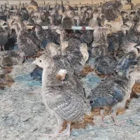 جوجه بوقلمون ۲۰ روزه برنز
