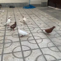 کفتر کبوتر کارل میولمنز
