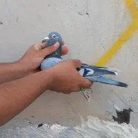 کبوتر