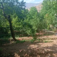 فروش-باغچه