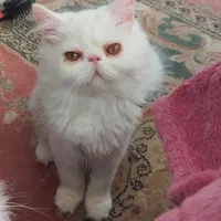 واگذاری