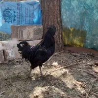مرغ و خروس آیام سیمانی
