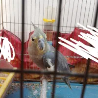 عروس هلندی