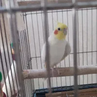 عروس هلندی گمشده